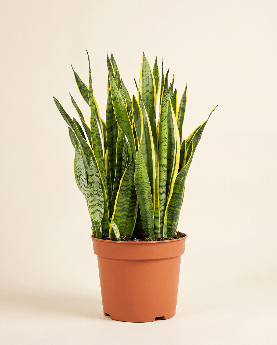 Sansevieria Vrouwentong Laurentii