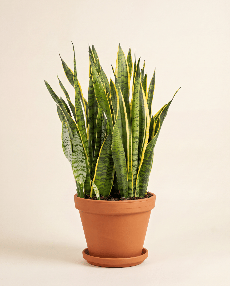 Sansevieria Lingua di suocera Laurentii
