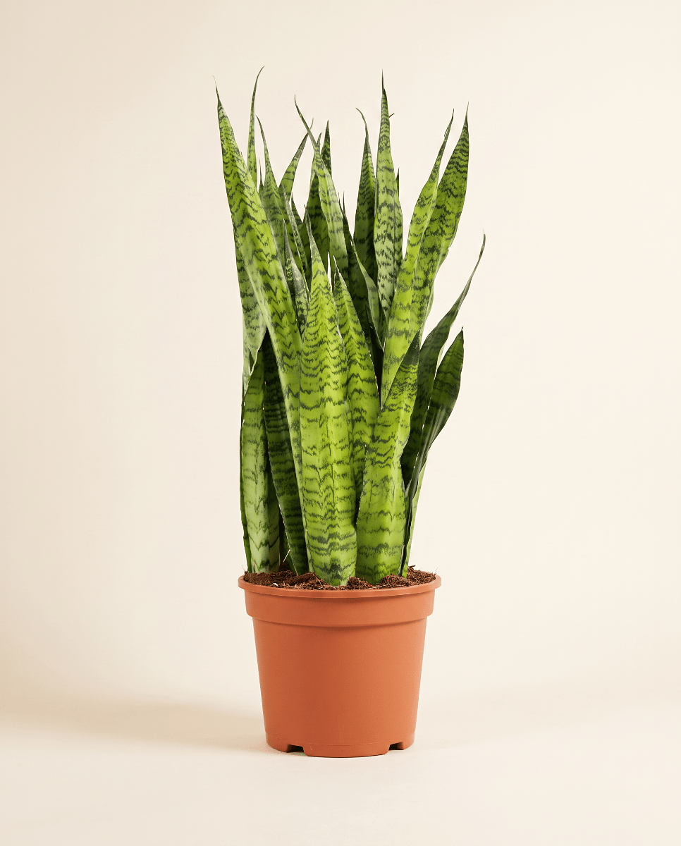 Sansevieria Vrouwentong Zeylanica