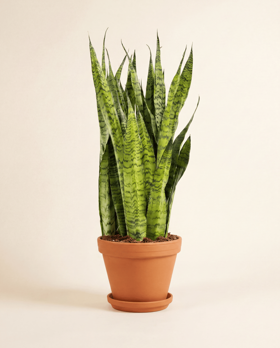 Sansevieria Snake plant Zeylanica