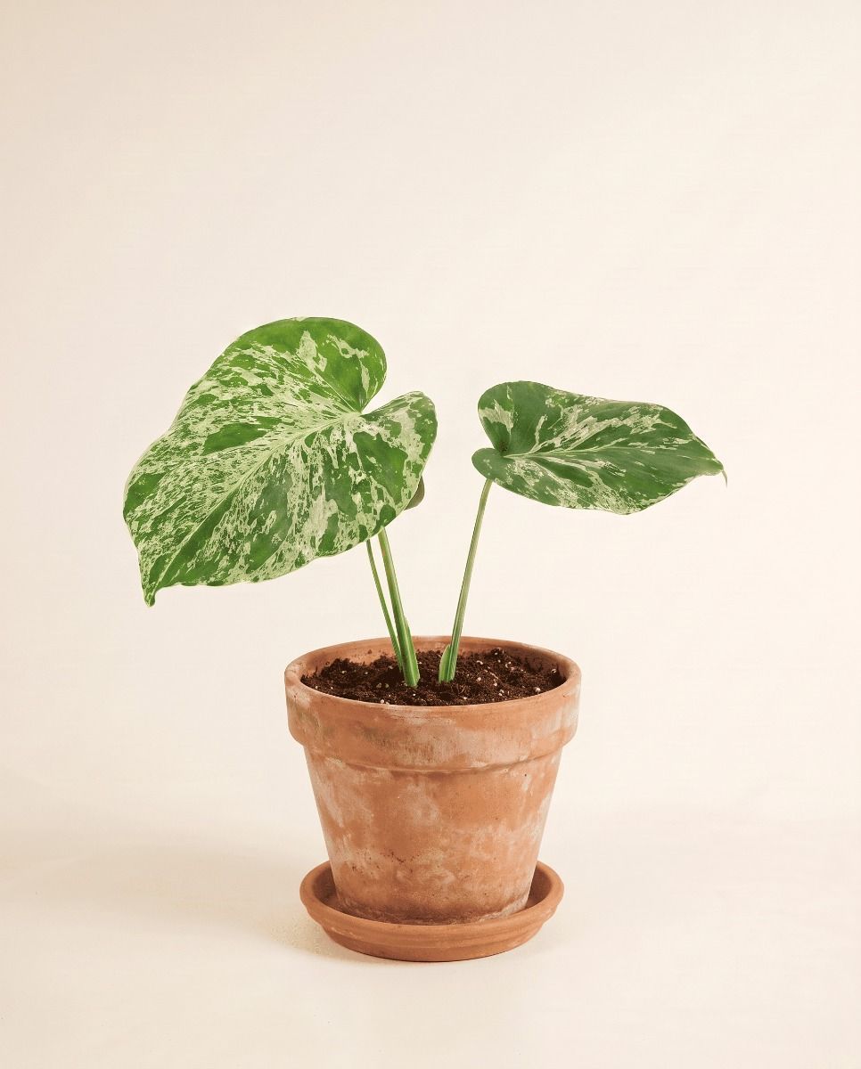 Monstera Swiss Cheese Plant Bulbasaur