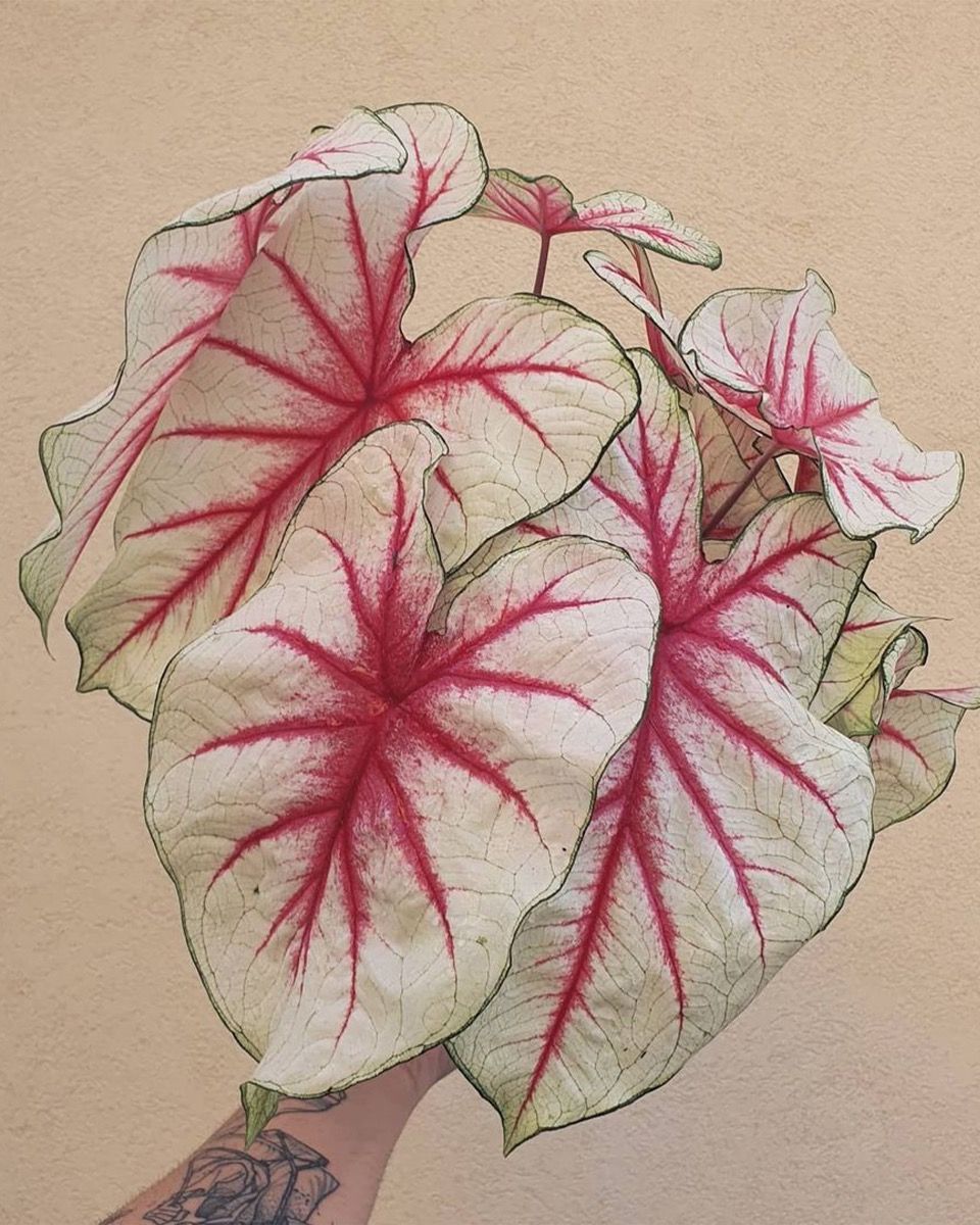 Bébé Caladium Caladium Tuber - Fiesta