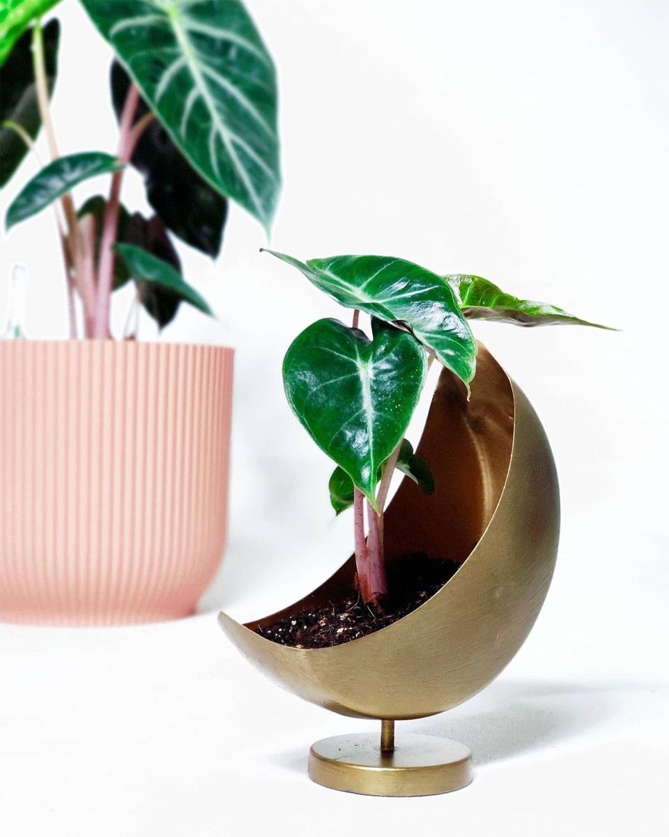 Baby Alocasia Elefantenohr Pink Dragon