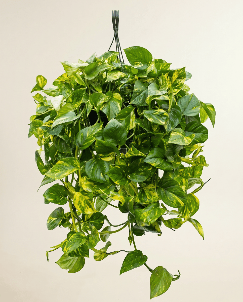 Scindapsus Potos Aureum