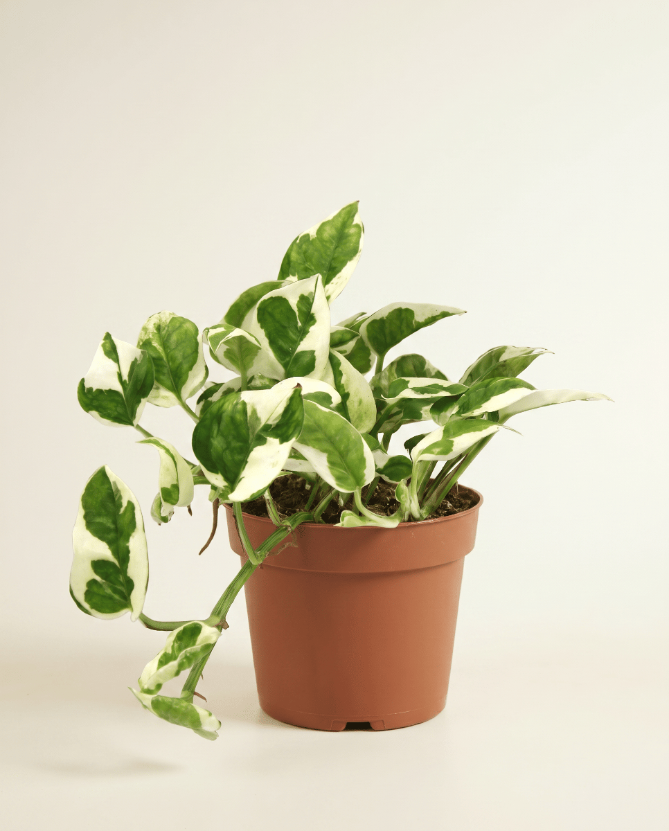Scindapsus Epipremnum Njoy