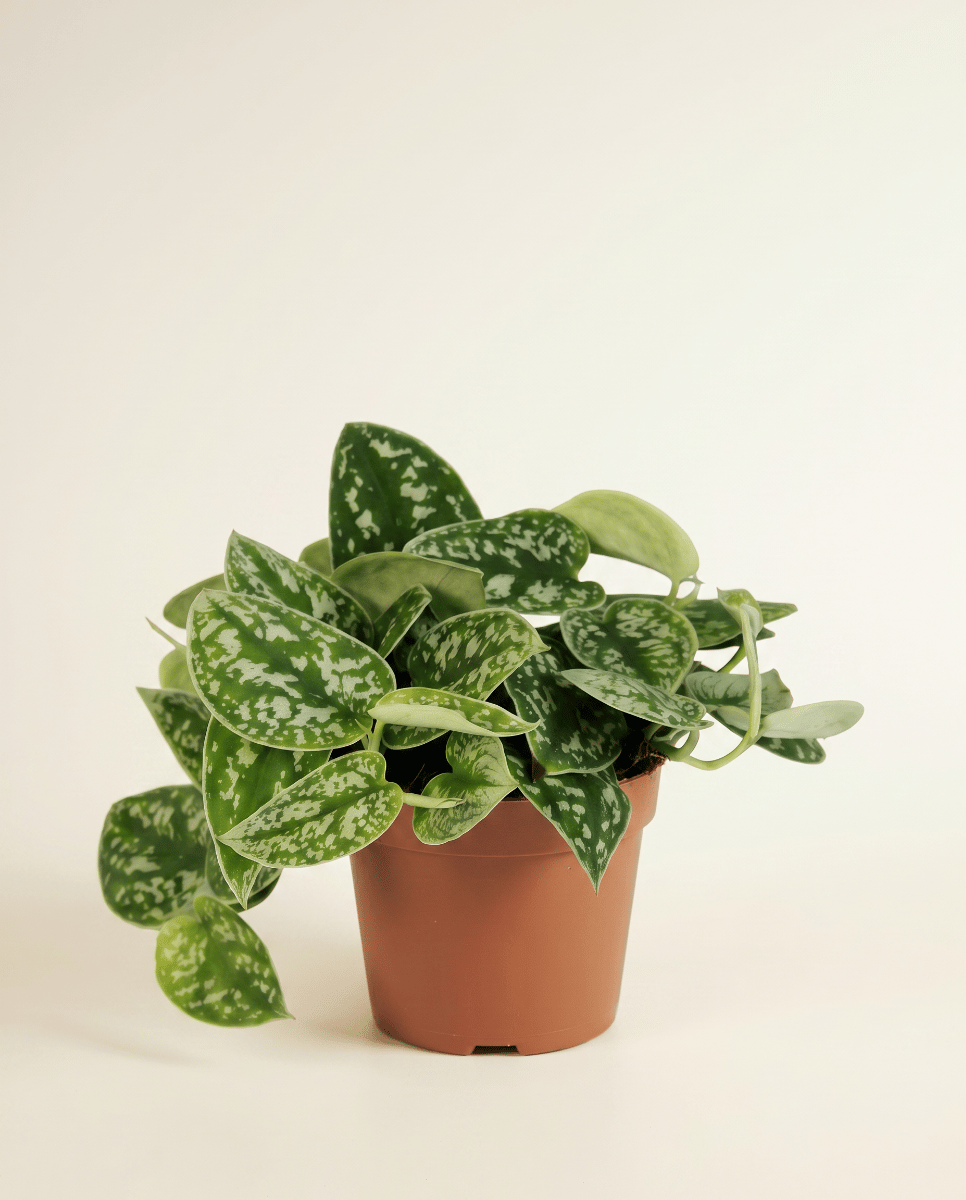 Scindapsus Epipremnum Pictus