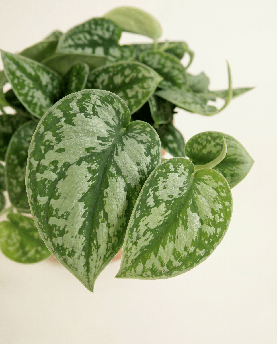 Scindapsus Efeutute Pictus