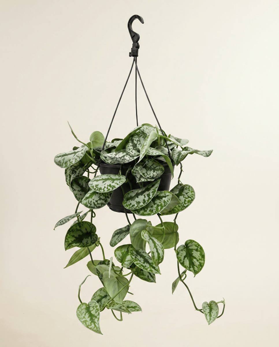 Scindapsus Potos Pictus Trebie