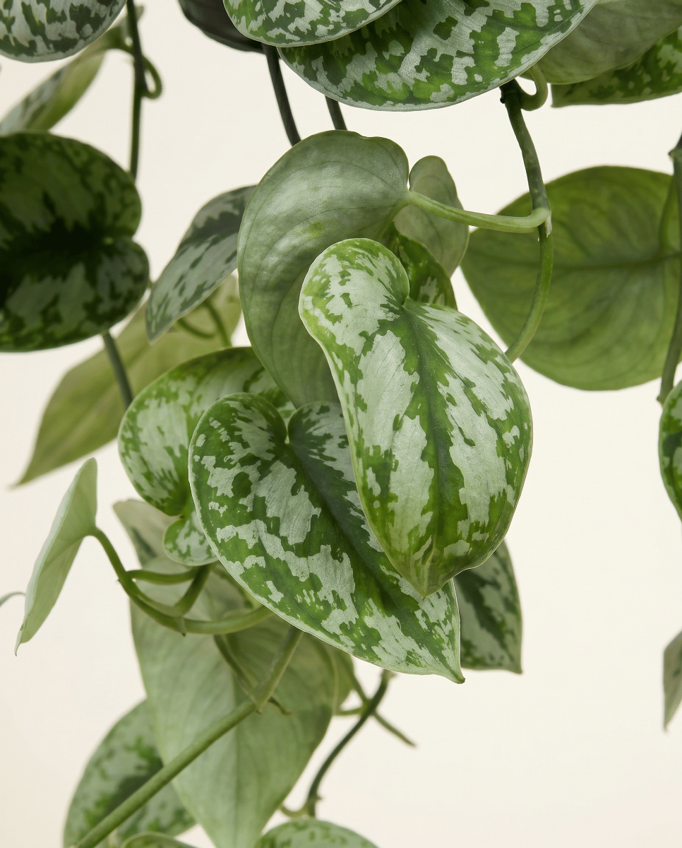 Scindapsus Epipremnum Pictus Trebie