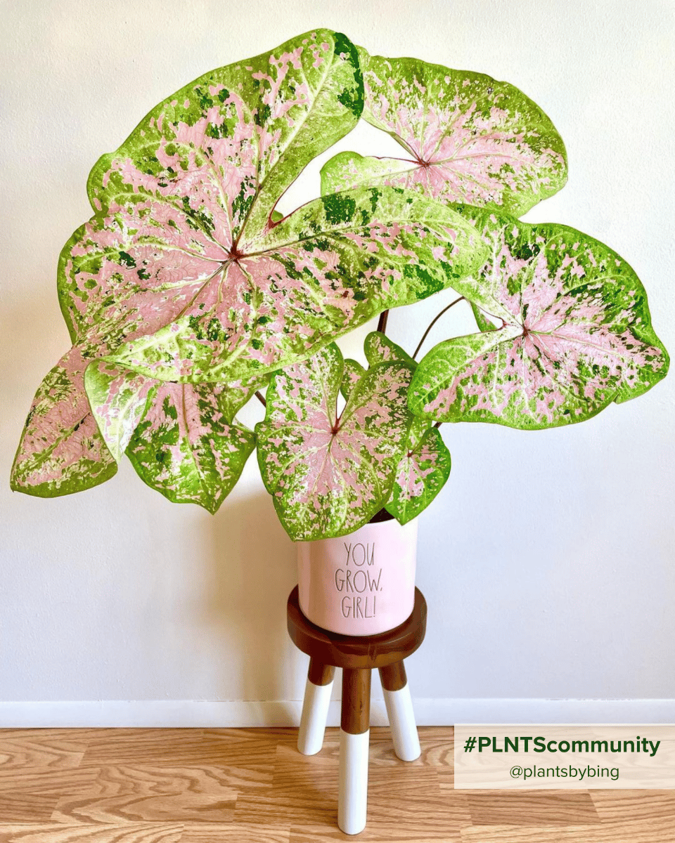 Baby Caladium Caladio Caladium Tuber - Seafoam Pink