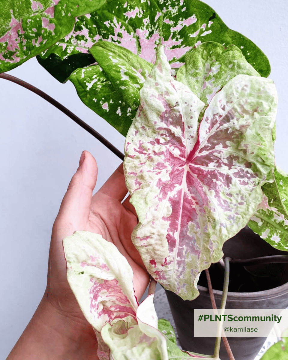 Baby Caladium Caladio Caladium Tuber - Seafoam Pink