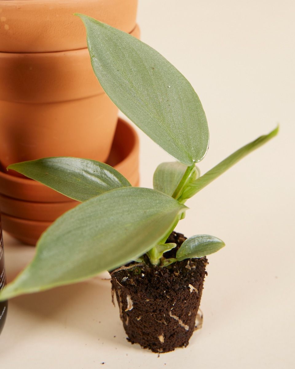 Planthobby Sarterkit 3 Planten Productset