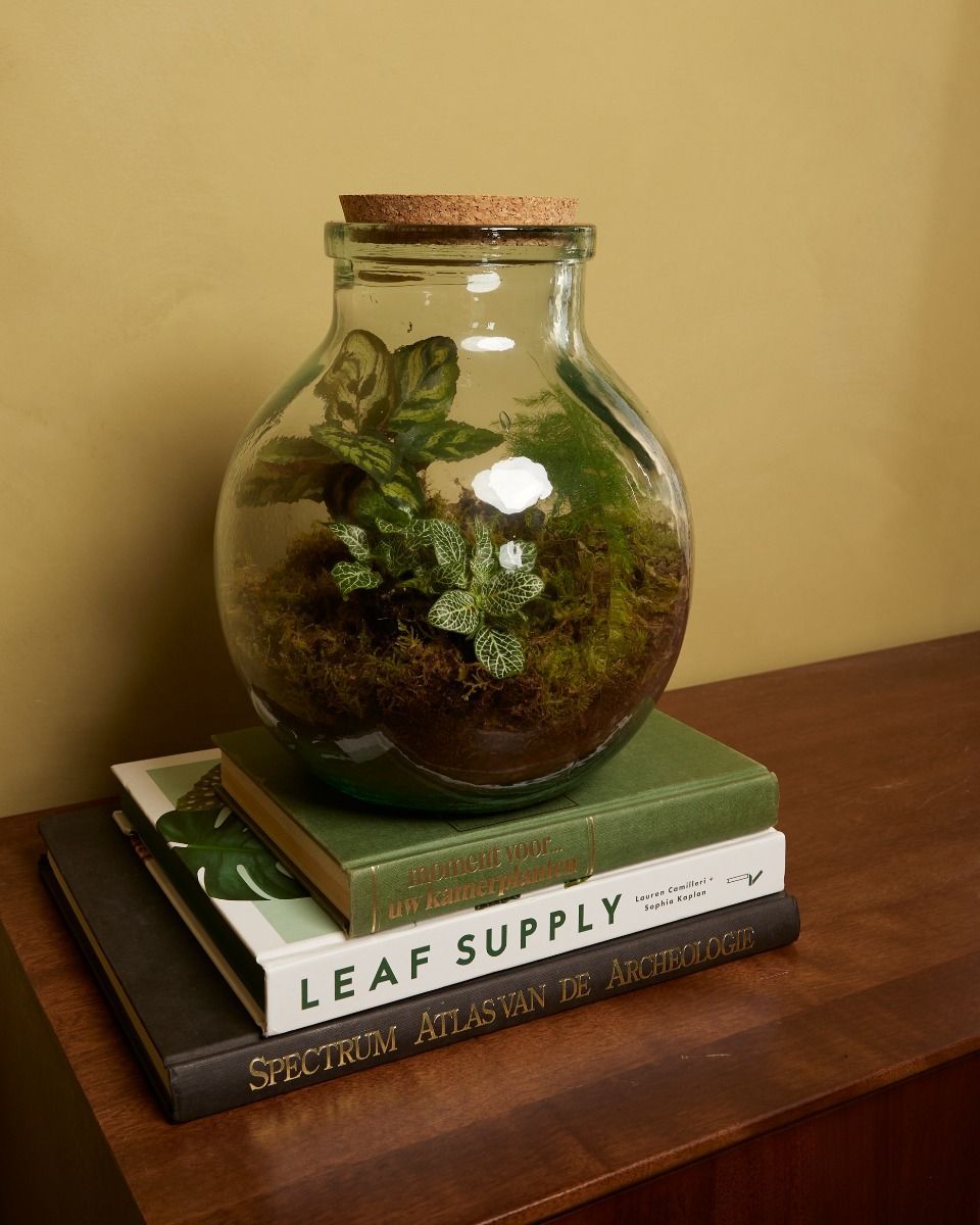 Olly Terrarium Medium Starter Kit