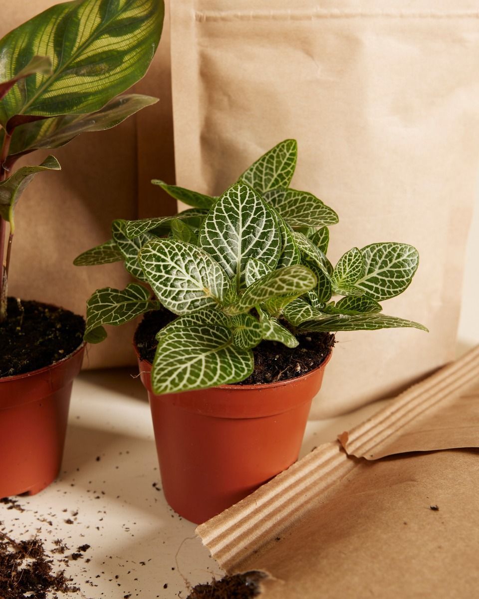 Olly Terrarium Large Starter Kit