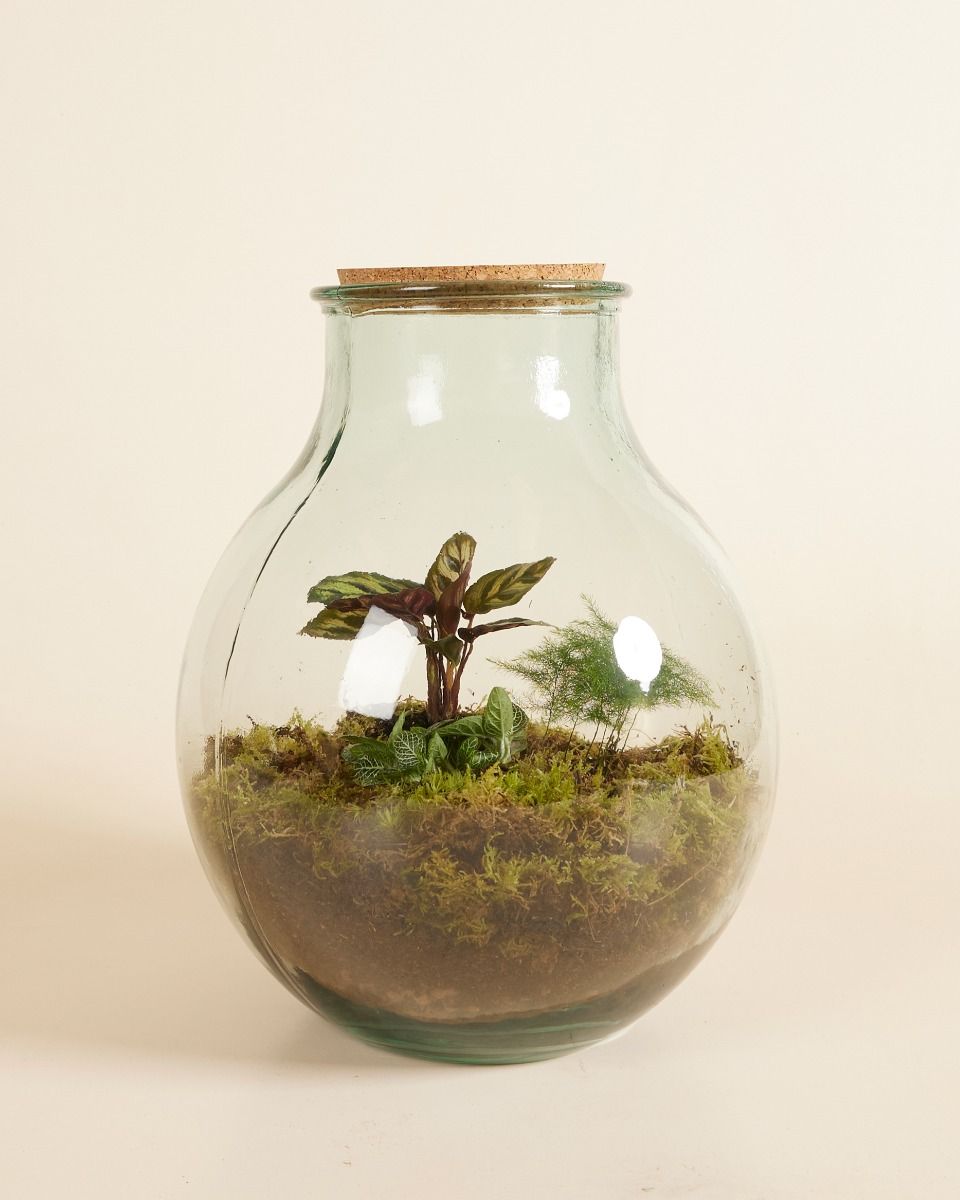 Olly Terrarium Large Starter Kit