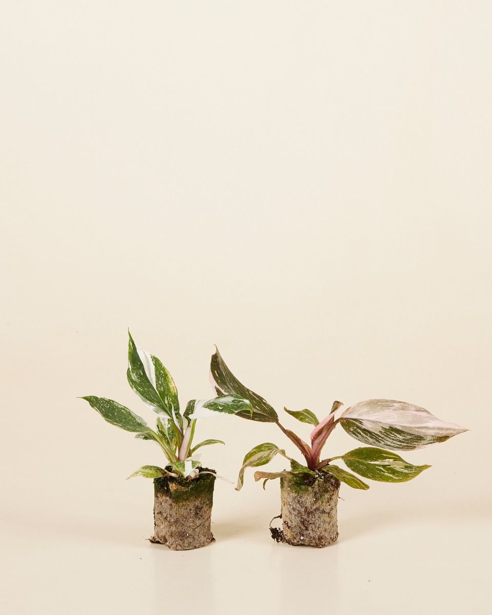 Philodendron Two Princesses Productset
