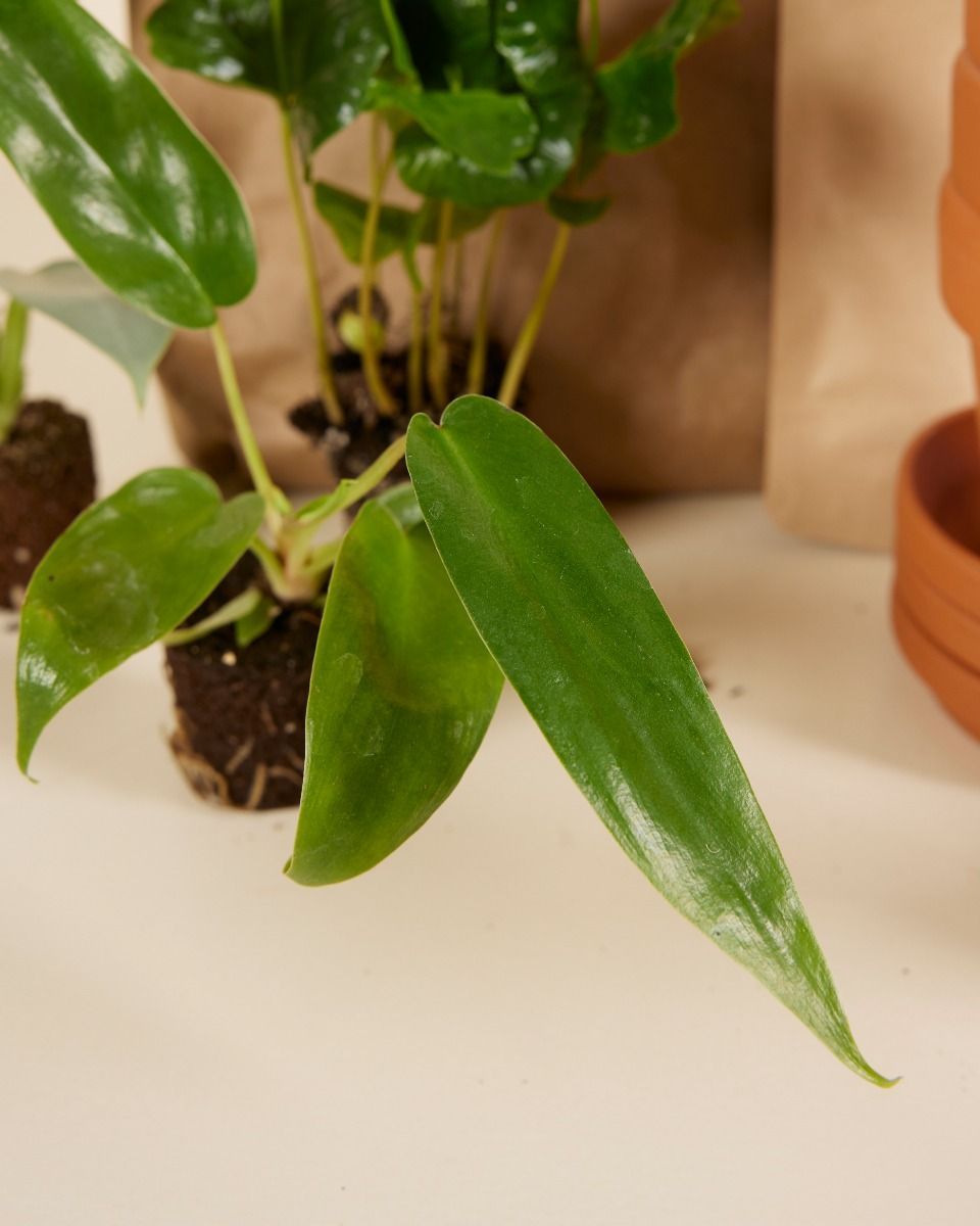 Planthobby Starterkit 6 Plants Productset