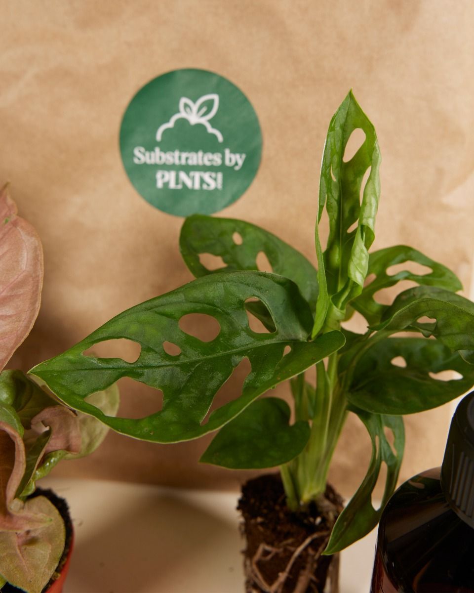 Easy Care Set 3 Planten Productset