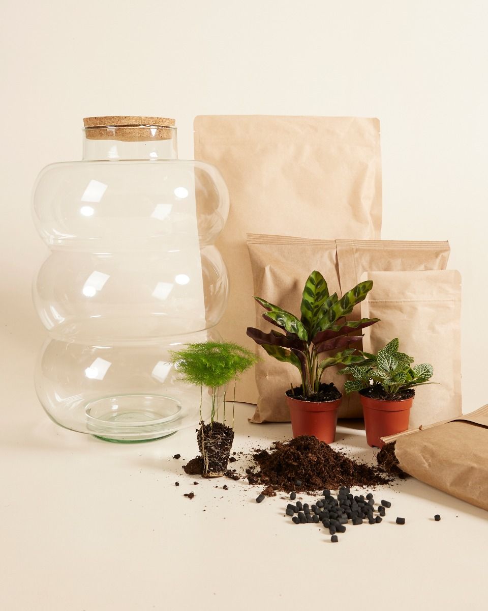 Kit de démarrage Bello Terrarium Medium productset