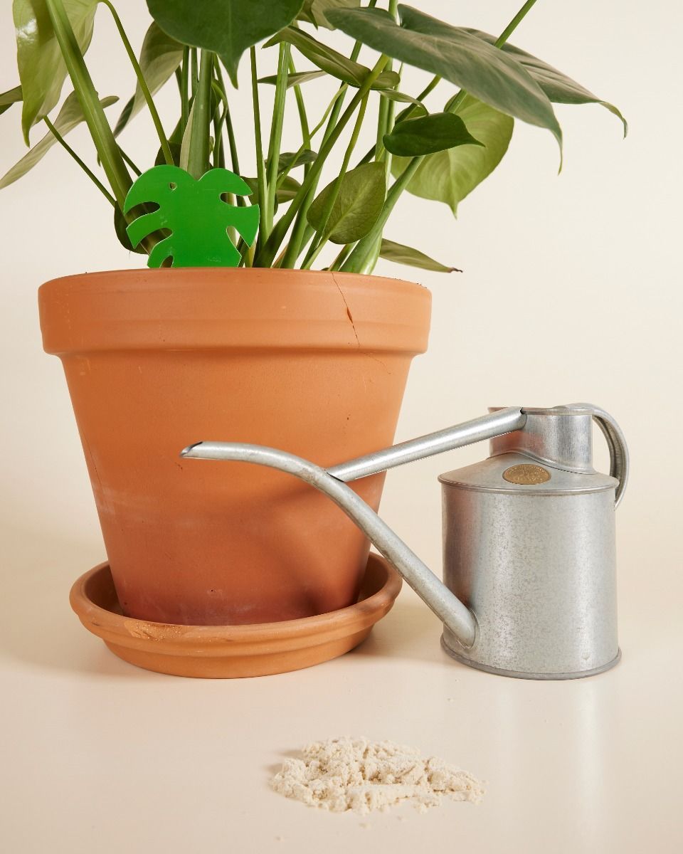 Schädlingsbekämpfungs-Kombiangebot: Trauermücken Felti + Sticky leaves