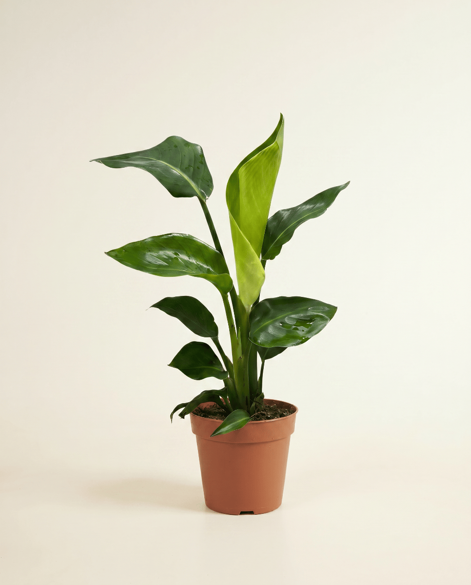 Strelitzia Bird of Paradise Nicolai