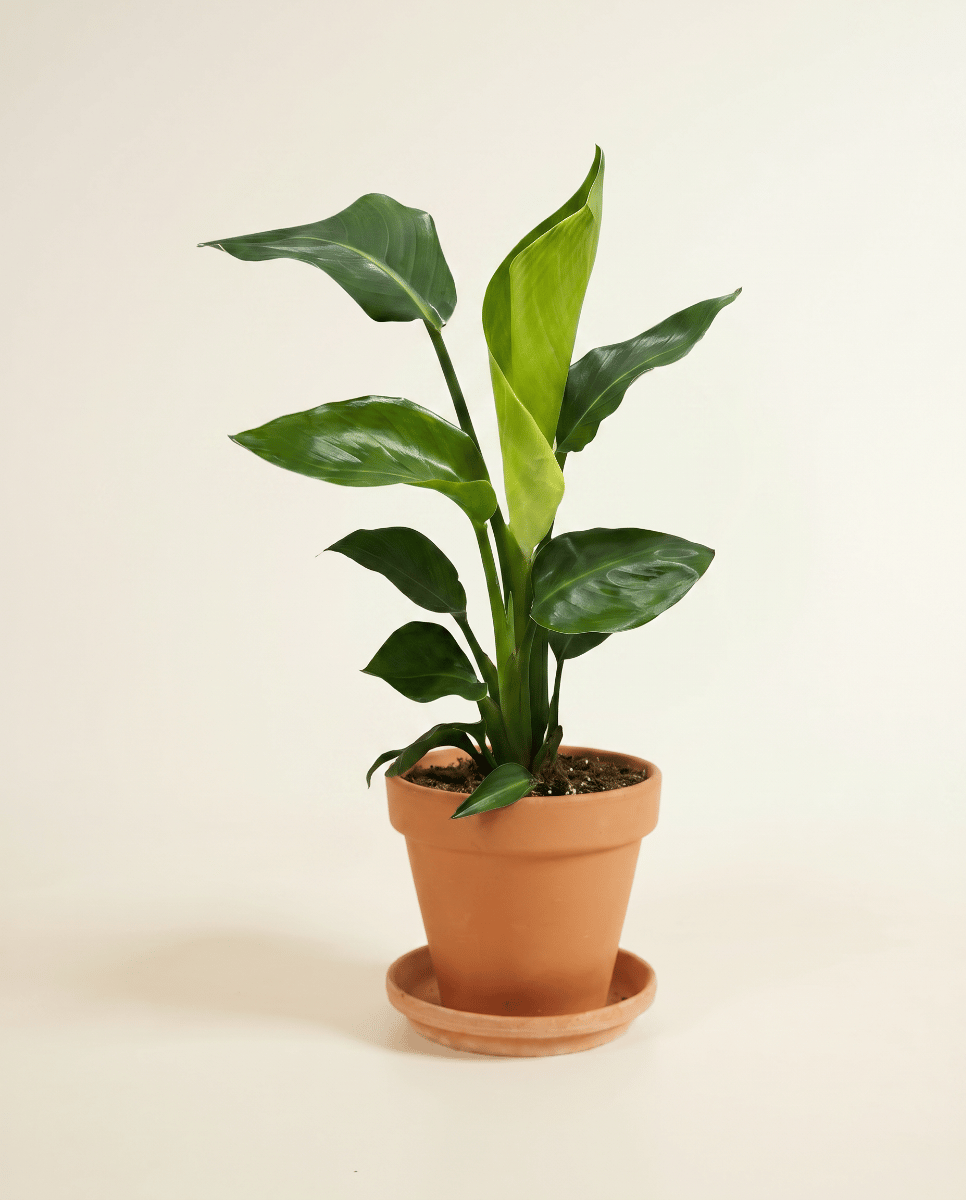 Strelitzia Estrelitzia Nicolai