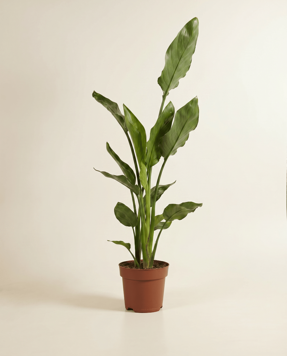 Strelitzia Strelitzia Reginae