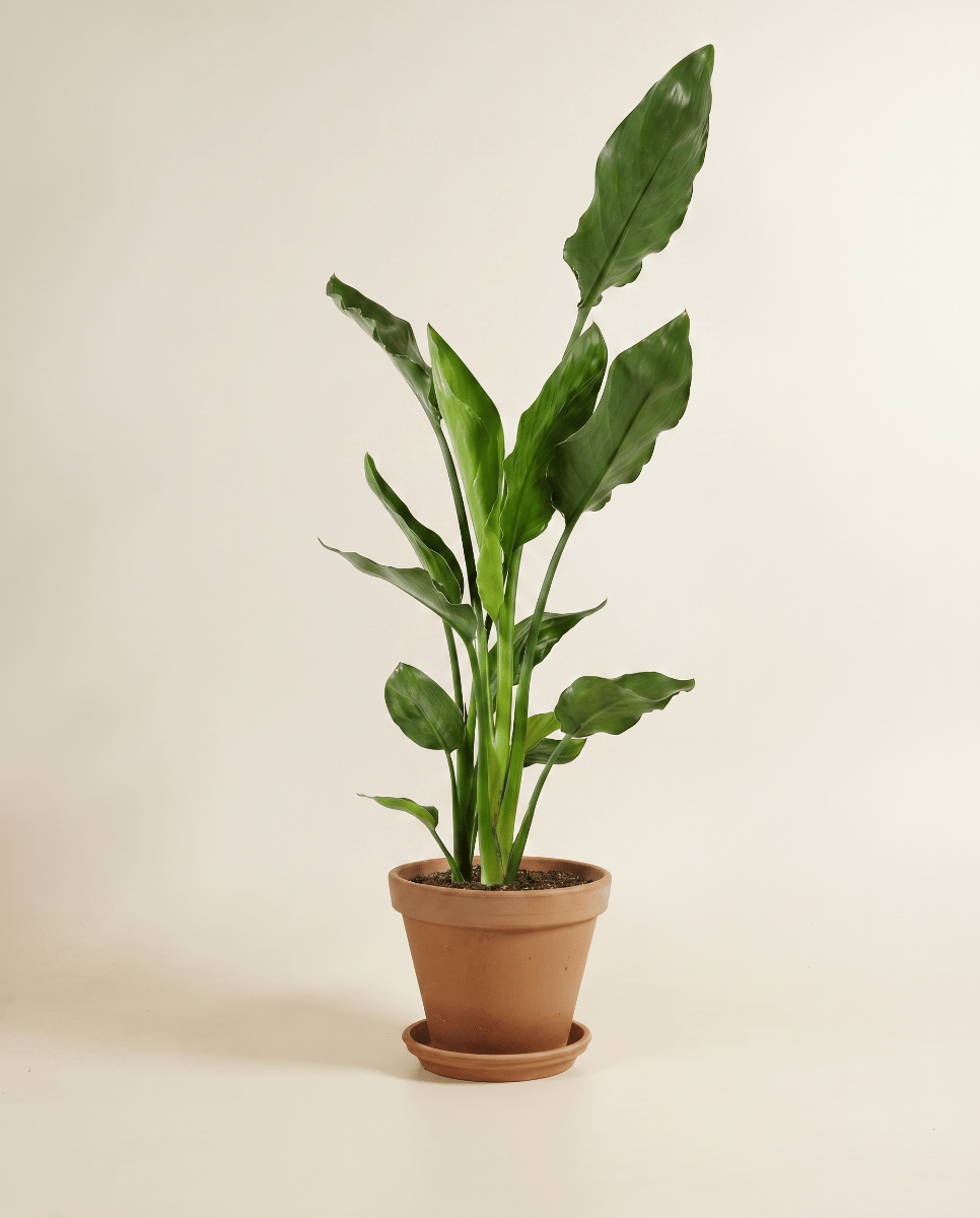 Strelitzia Bird of Paradise Reginae