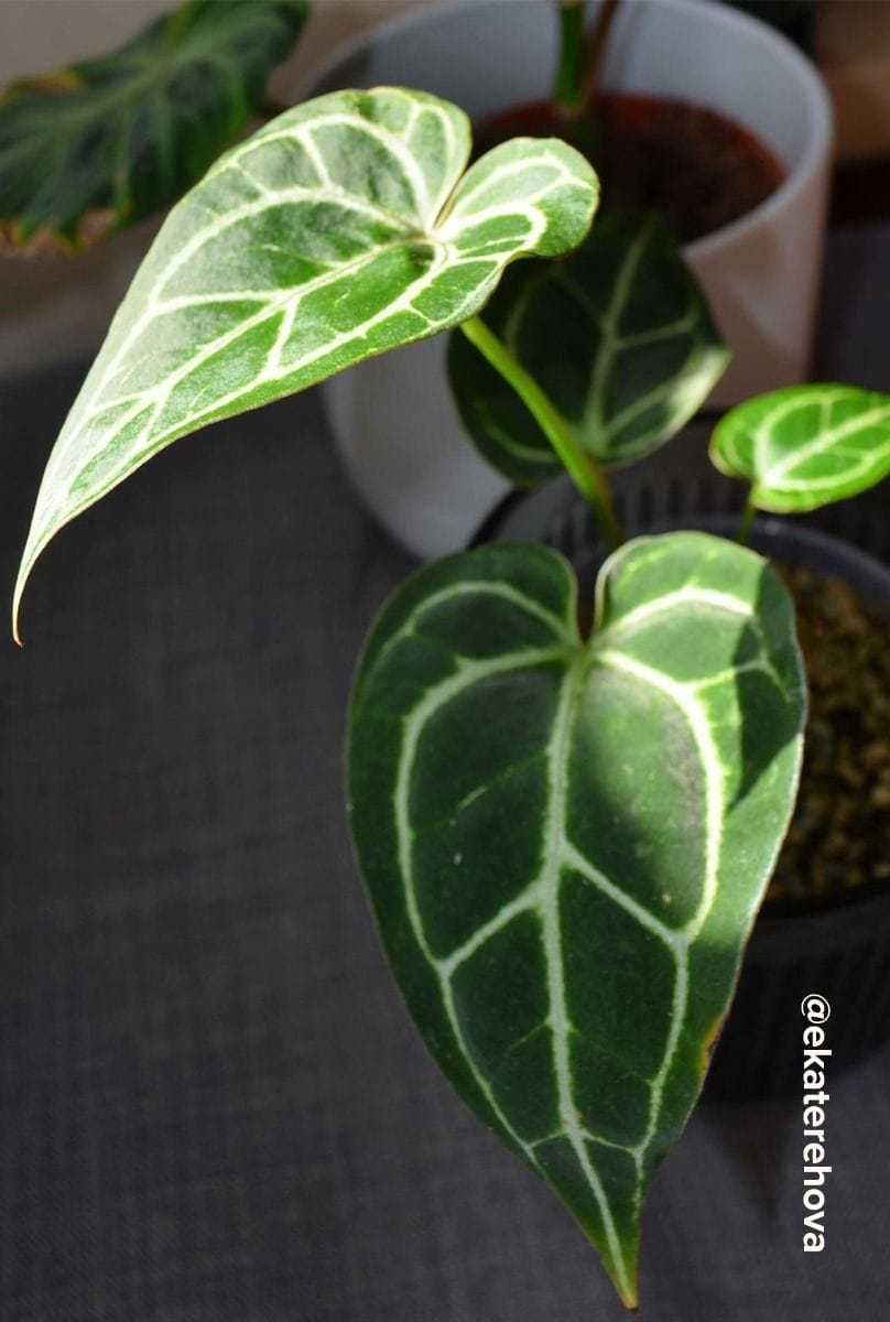 Bébé Anthurium Langue de feu Silver Blush