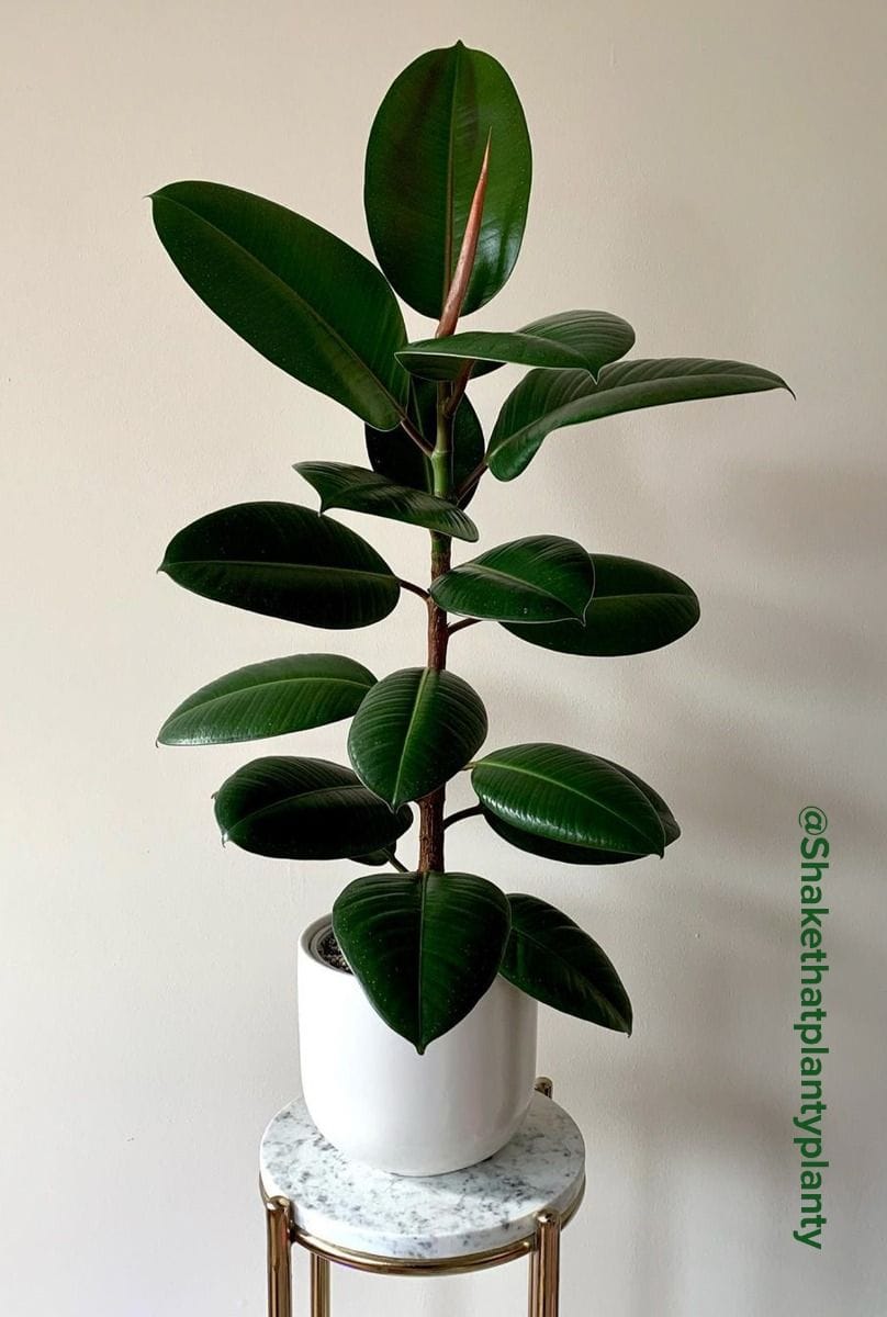 Baby Ficus Rubber tree plant Elastica Robusta