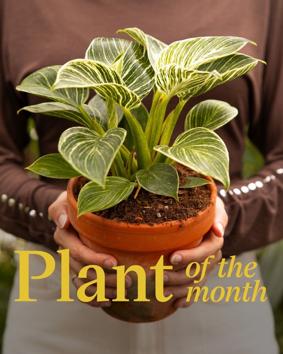 Philodendron White Wave Birkin