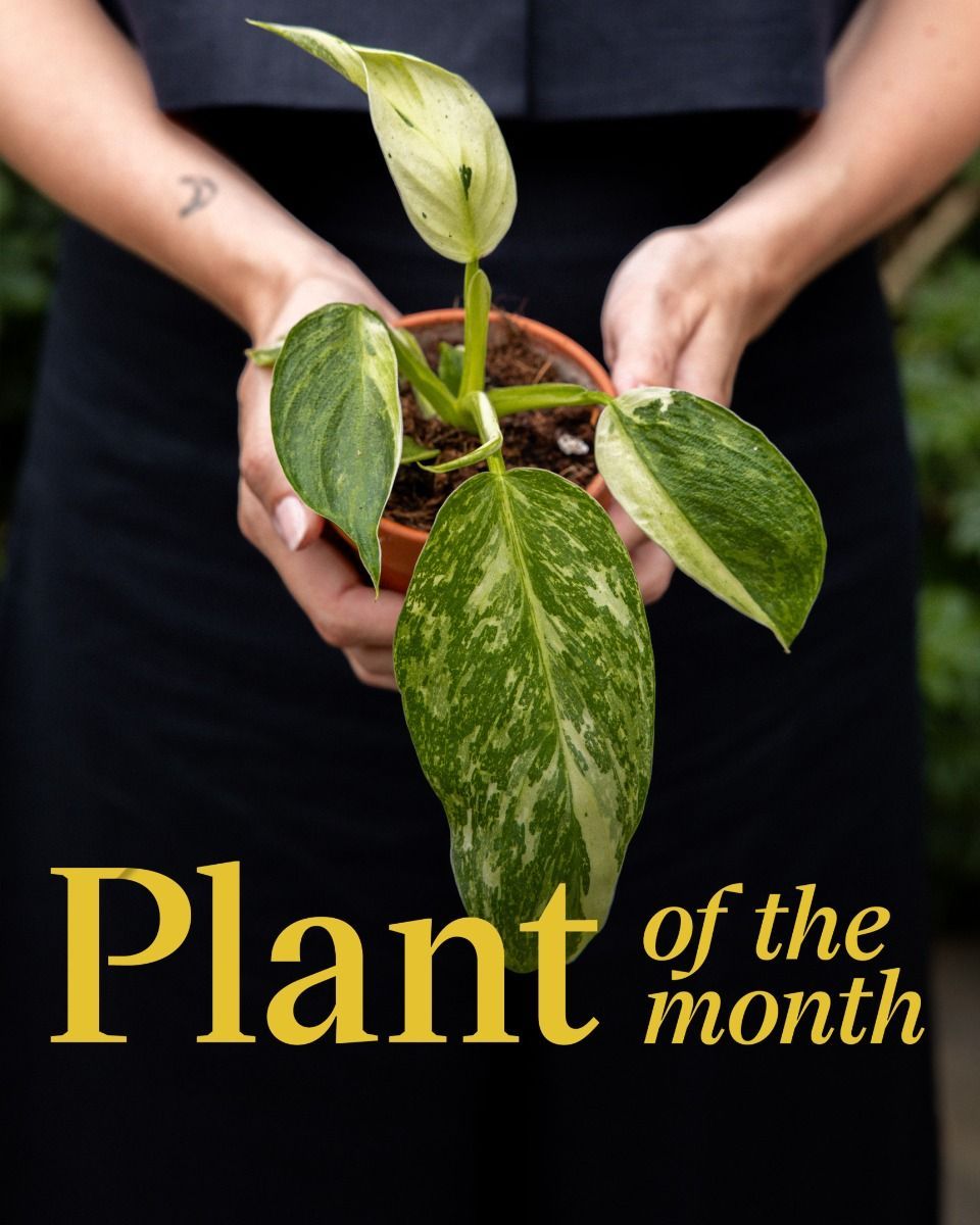 Baby Alocasia Baginda Dragon Scale
