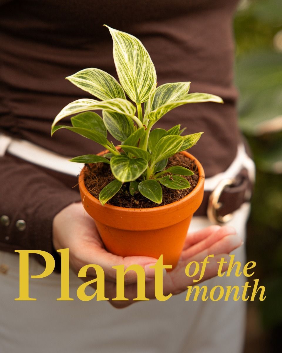 Bébé Philodendron White Wave Birkin