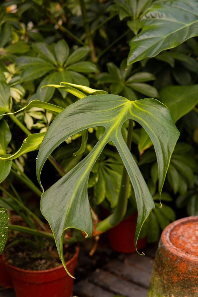 Monstera Burle Marx Flame