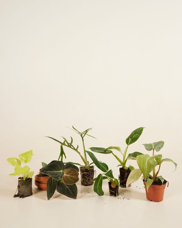 Eco cadeau sturen