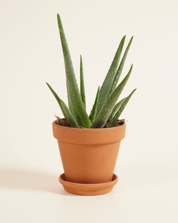 verjaardag oma kado: aloë vera plant in pot