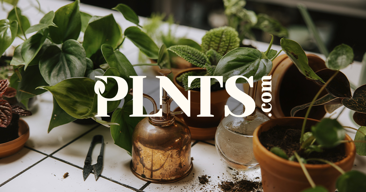 Pflege von Sansevieria Expertentipps für Pflanzen